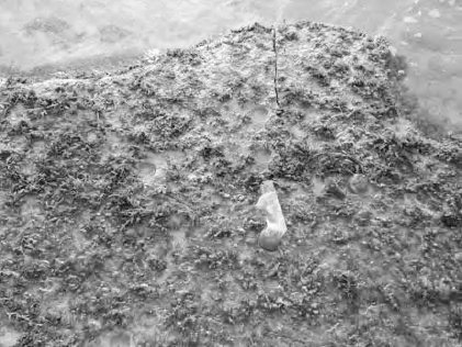 Crack Dexpan Underwater Demolition