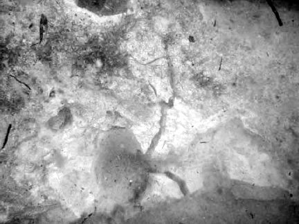 Crack Dexpan Underwater Demolition